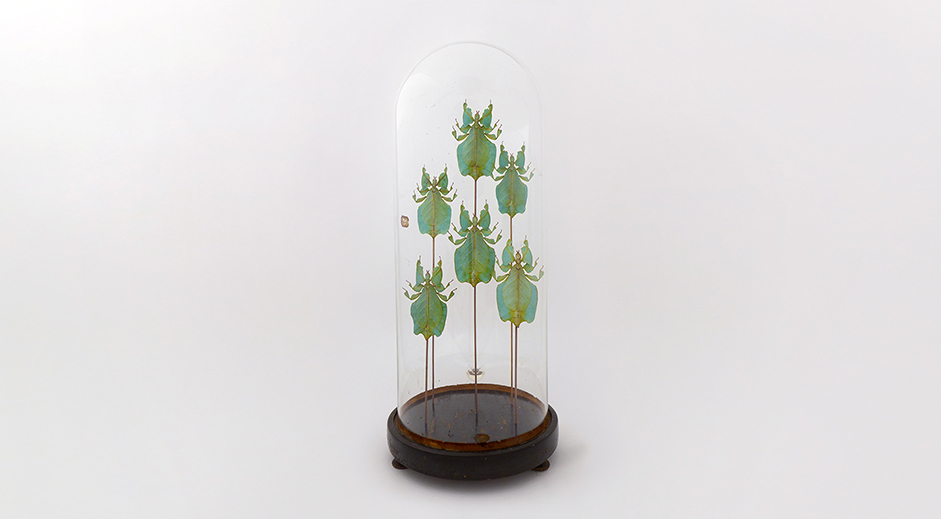 phyllium_1.jpg